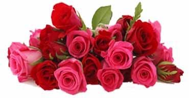 Online Rose delivery in Madurai